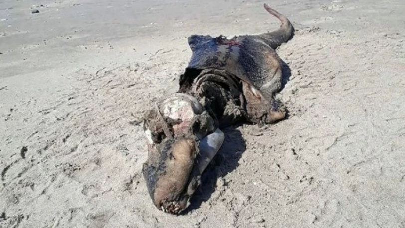 Μυστηριώδες πλάσμα ξεβράστηκε σε ακτή της Βρετανίας και προκαλεί δέος (εικόνες, βίντεο)